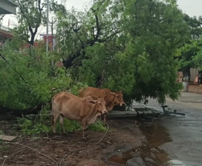 पथरोटा में विद्युत लाइन पर गिरा पेड़, विद्युत लाइन सुधारने में लगेंगे 2 घंटे