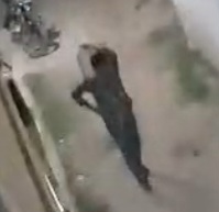शराब माफिया सक्रिय, नर्मदा नदी के उस पार जर्रापुर से इस पार भीलपुरा में नाव से आती है कच्ची शराब