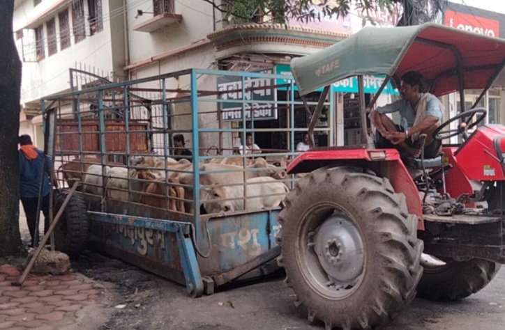 हाका दल की कार्रवाई, रसूलिया से 65 सांडों को नगर सीमा से किया बाहर