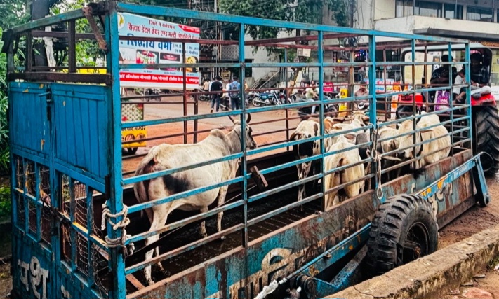 सड़क पर घूम रही गायों को गोशाला भेजा, गायों को सड़क पर छोड़ने पर 3 पशु पालकों पर 2500/- का जुर्माना