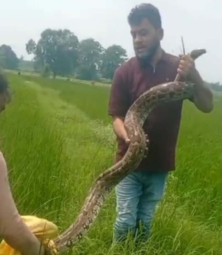 वन विभाग की टीम ने आमादेही के धान के खेत से 10 फीट लंबे अजगर का सुरक्षित रेस्क्यू किया