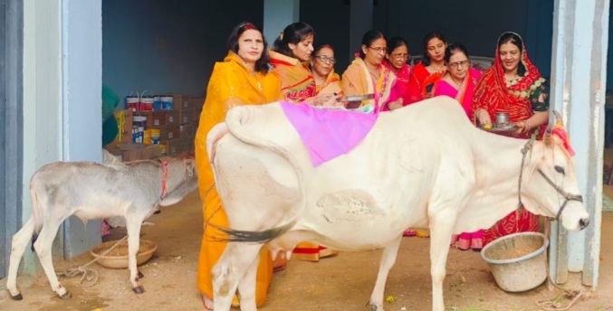 महिलाओं ने बछ बारस पर गोमाताओं की पूजा कर पति, पुत्र की लंबी उम्र की कामना, महिलाओं ने ओबड़ा बनाकर की पूजा, गो रक्षा करने और ध्यान रखने का संदेश दिया