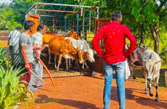 हाका दल ने 34 निराश्रित मवेशी गोशाला भेजे गए, पशुपालकों पर लगा जुर्माना