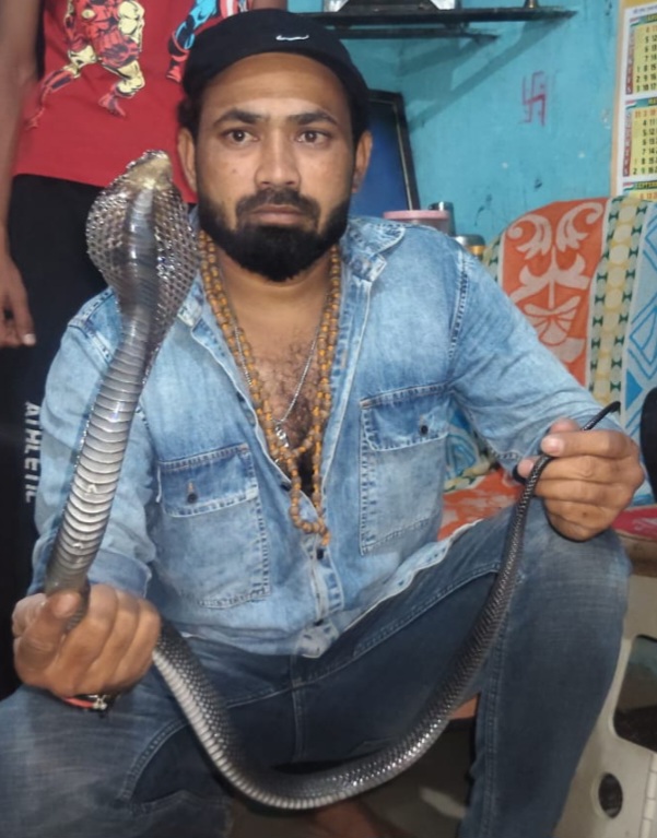 किचिन से 3 फीट कोबरा का सुरक्षित रेस्क्यू किया