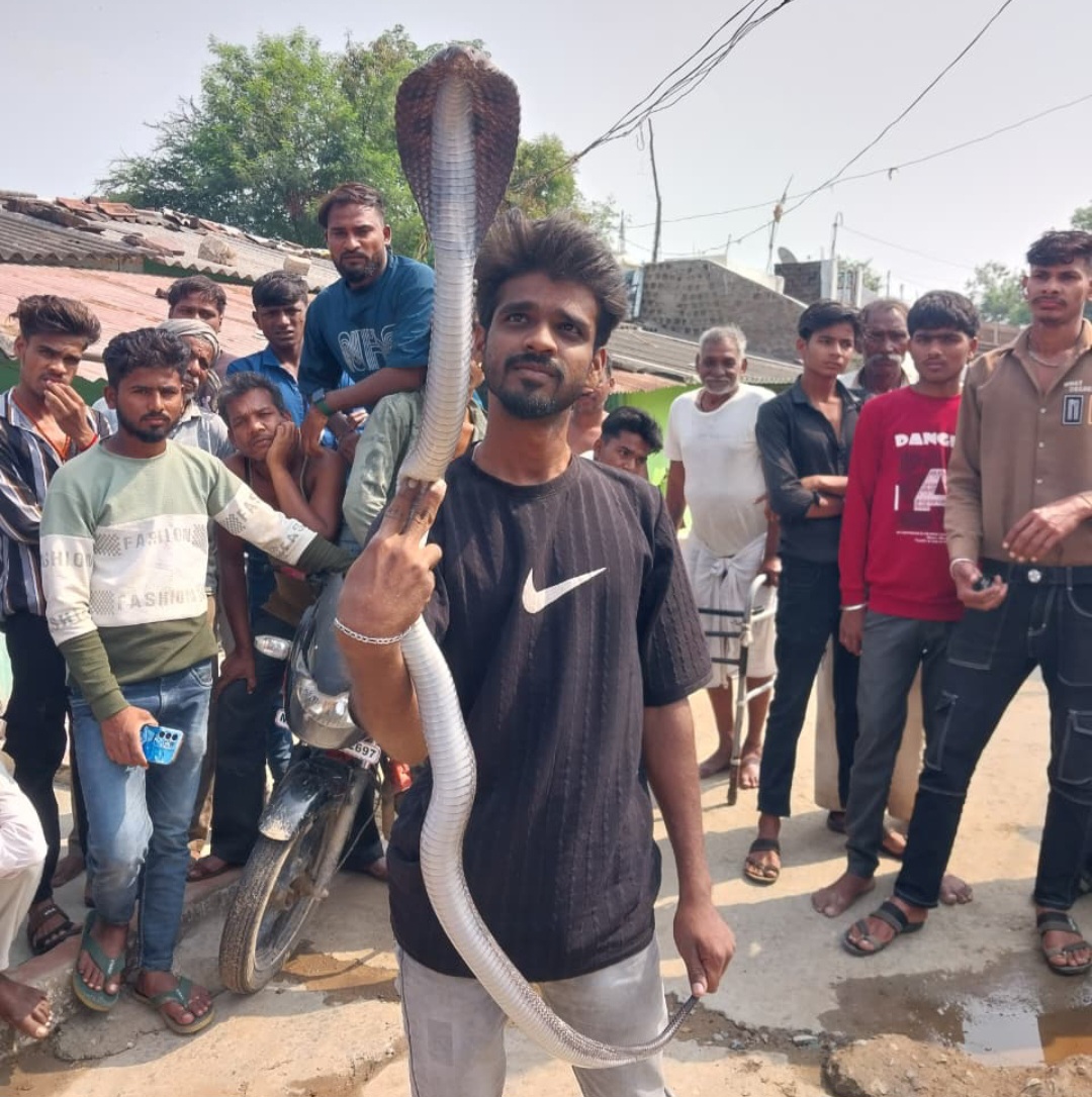 घर में घुसे 5 फीट लंबे सर्प का सुरक्षित रेस्क्यू किया